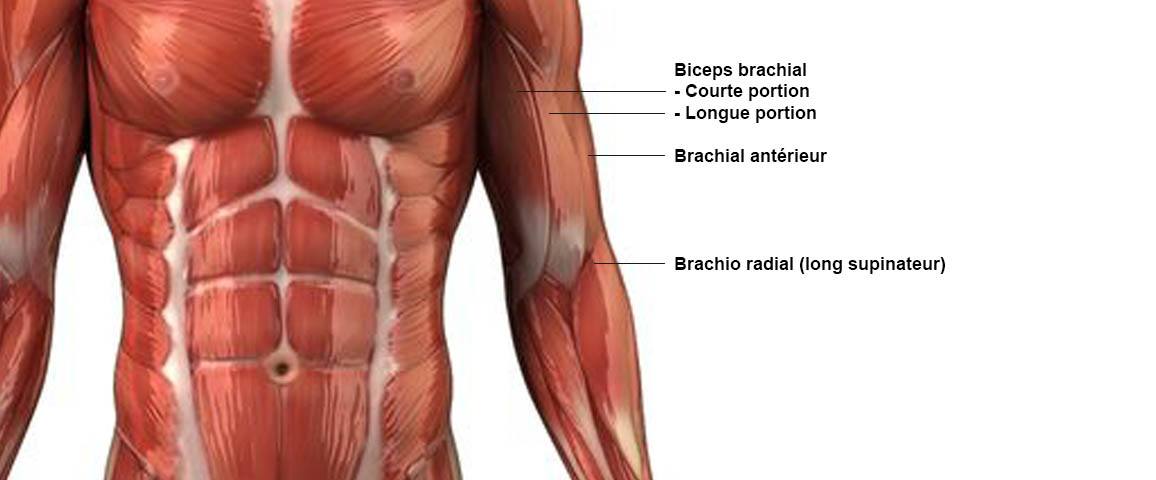 Anatomie : Nom des Muscles du Corps Humain - Boxlife