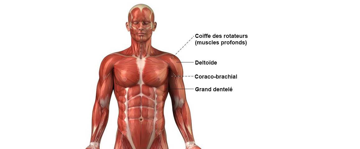 Anatomie des Muscles du Dos : Muscles et faiseaux musculaires