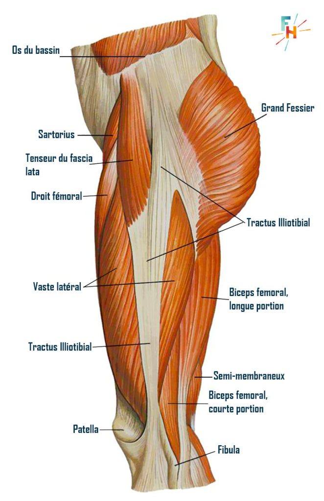 Fessiers exercices anatomie programme Le guide d entraînement